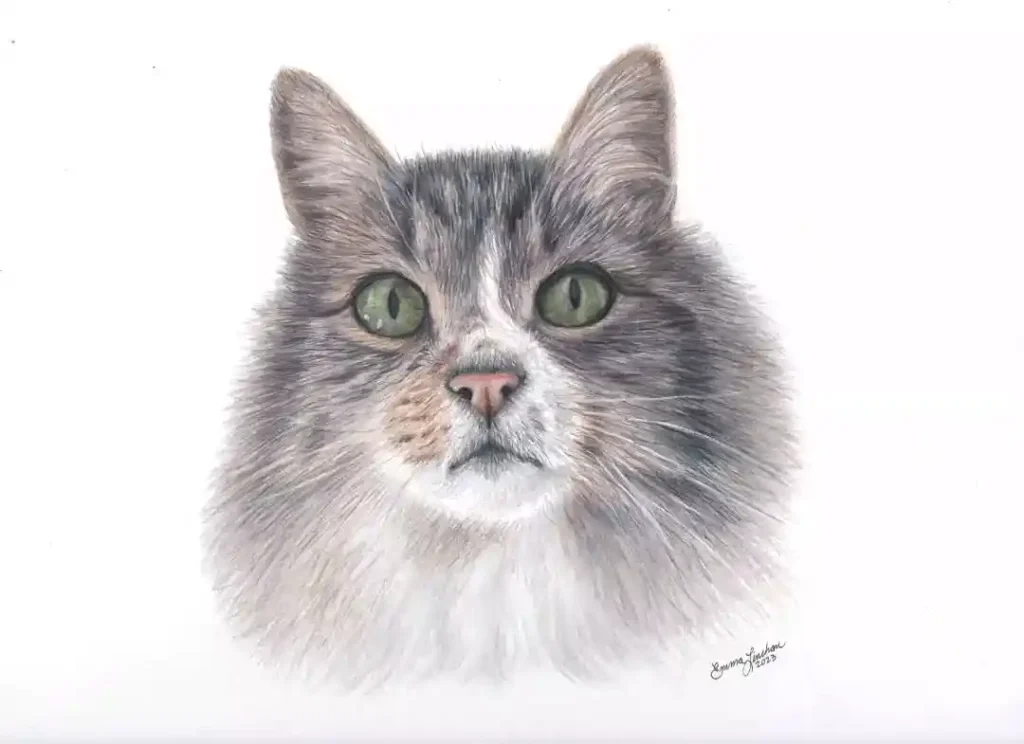 Cat Drawings