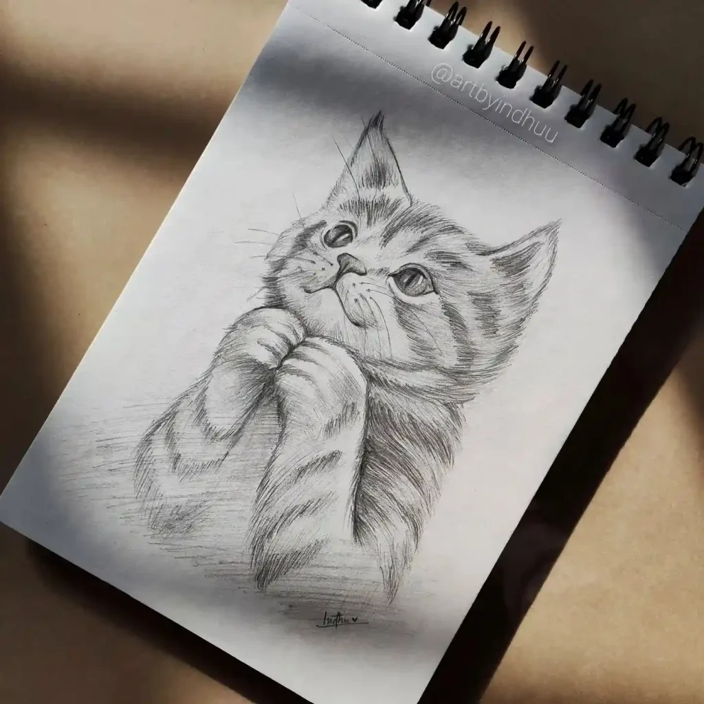 Cat Drawings