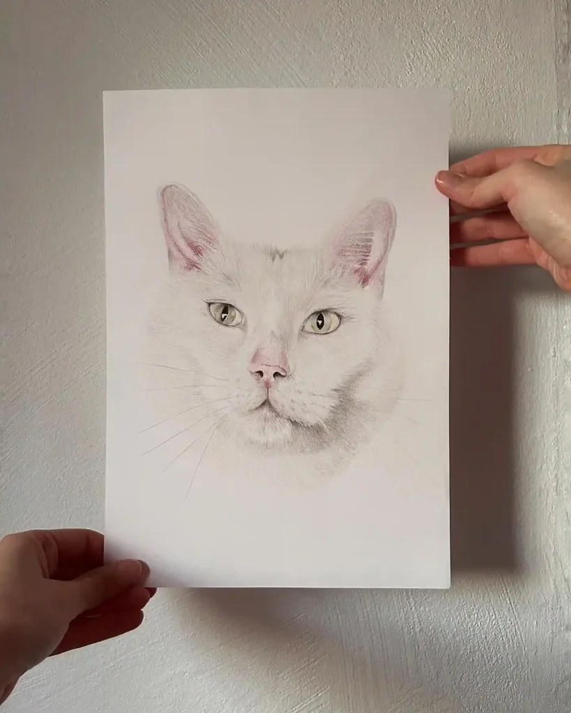 Cat Drawings