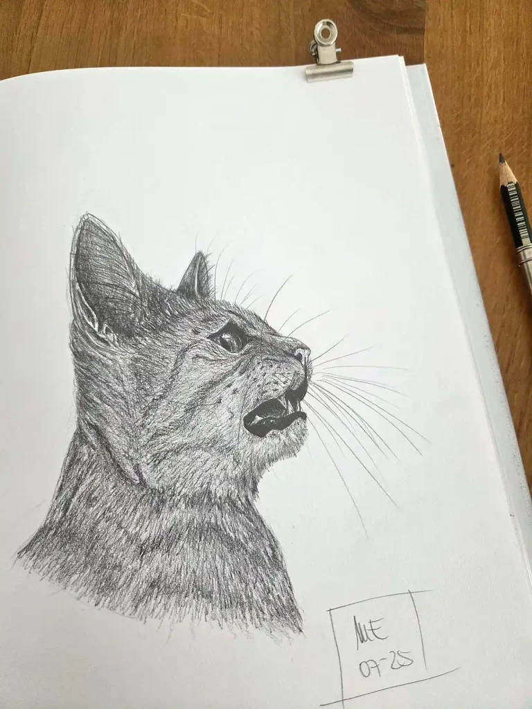 Cat Drawings