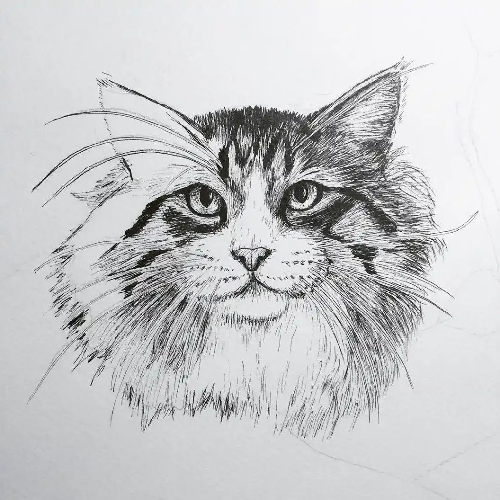 Cat Drawings