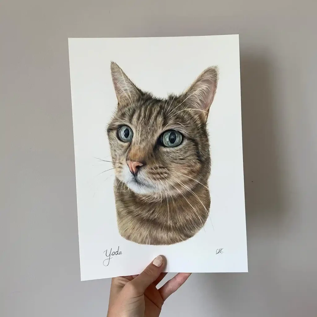 Cat Drawings