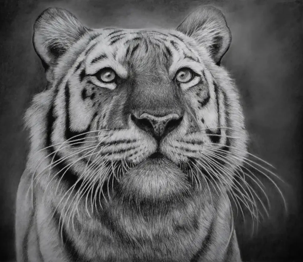 Tiger Drawing