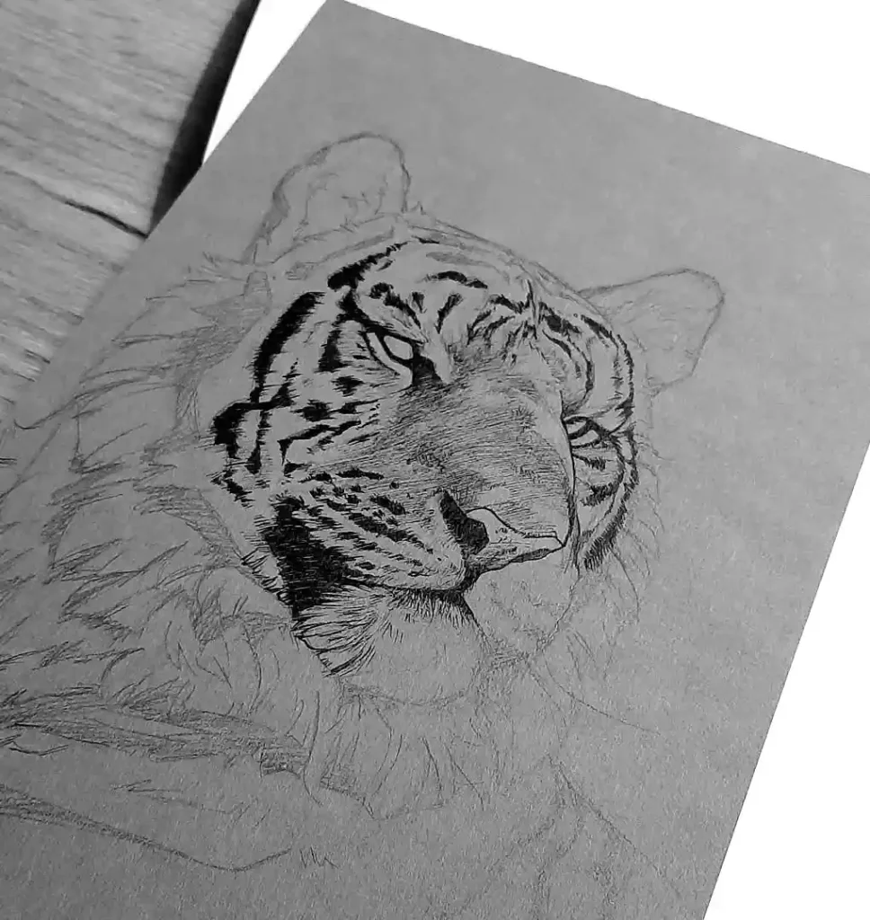 Tiger Drawing