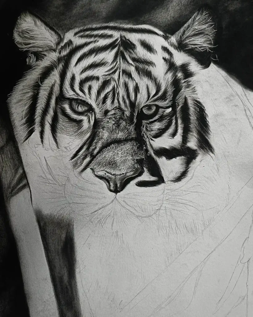 Tiger Drawing