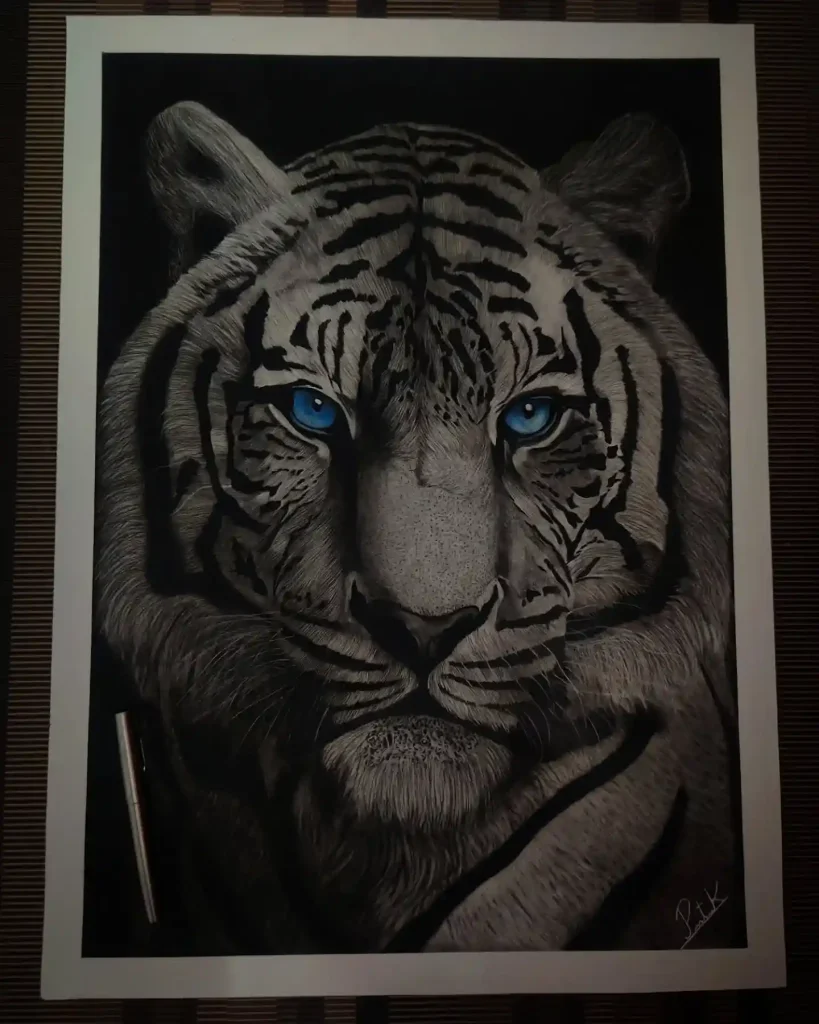 Tiger Drawing