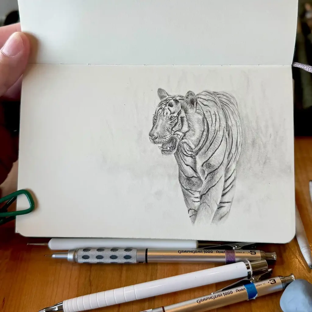 Tiger Drawing