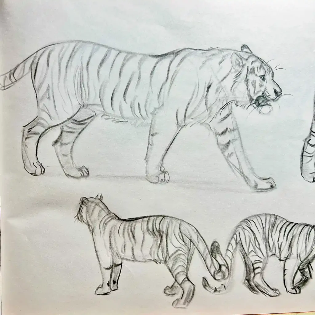 Tiger Drawing