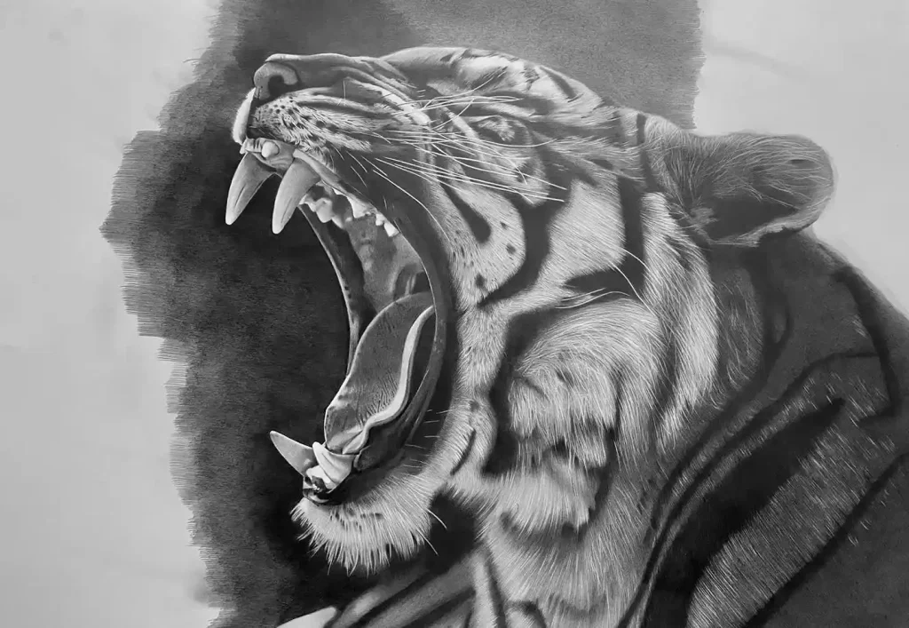 Tiger Drawing
