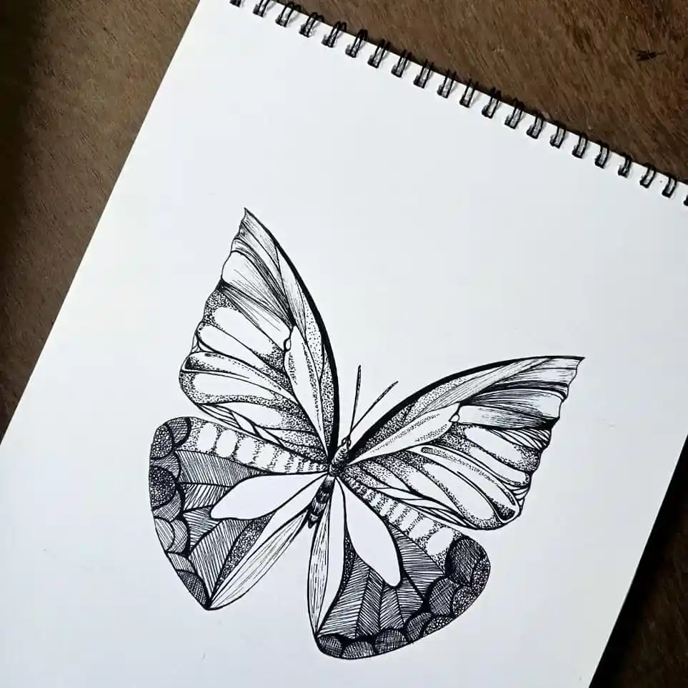Butterfly Drawings