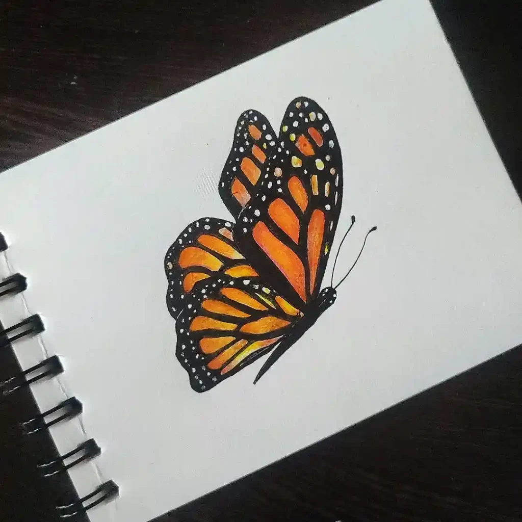 Butterfly Drawings