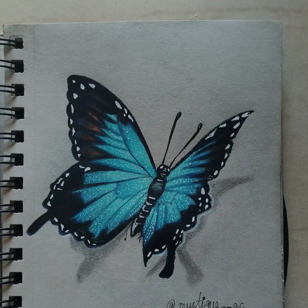 Butterfly Drawings