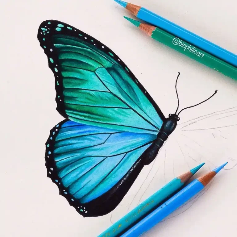 butterfly drawings (22)