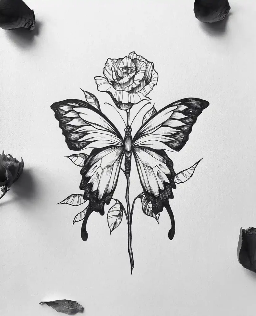 Butterfly Drawings
