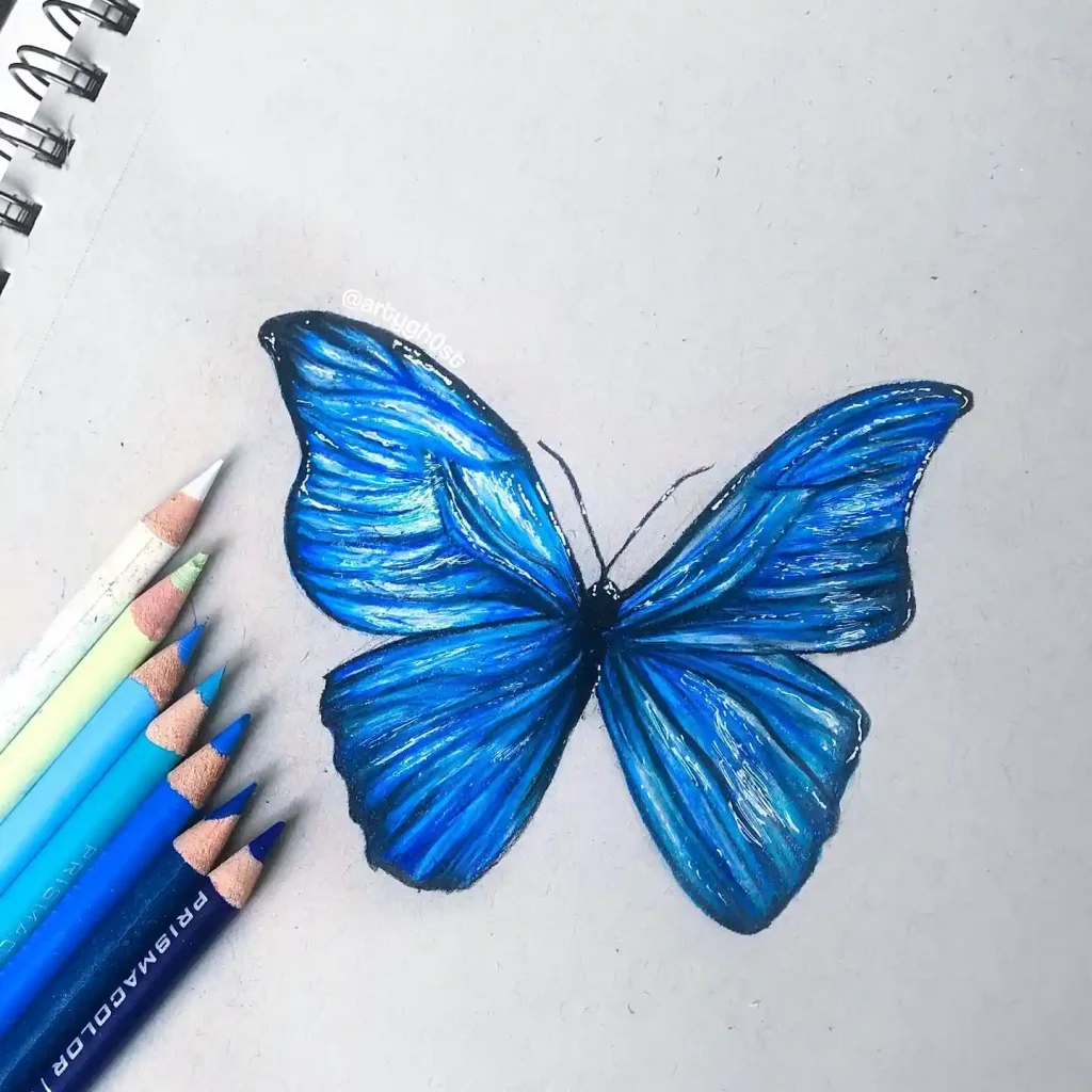 Butterfly Drawings
