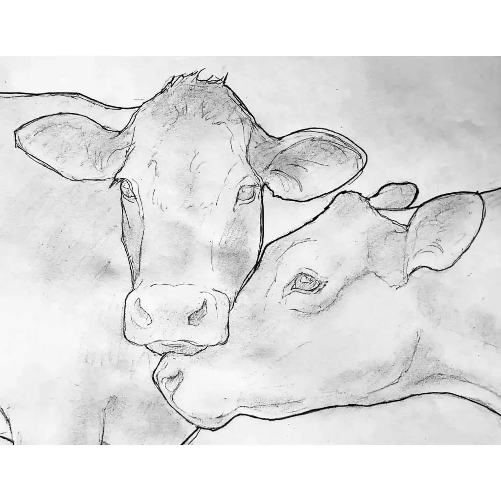 Cow Drawing