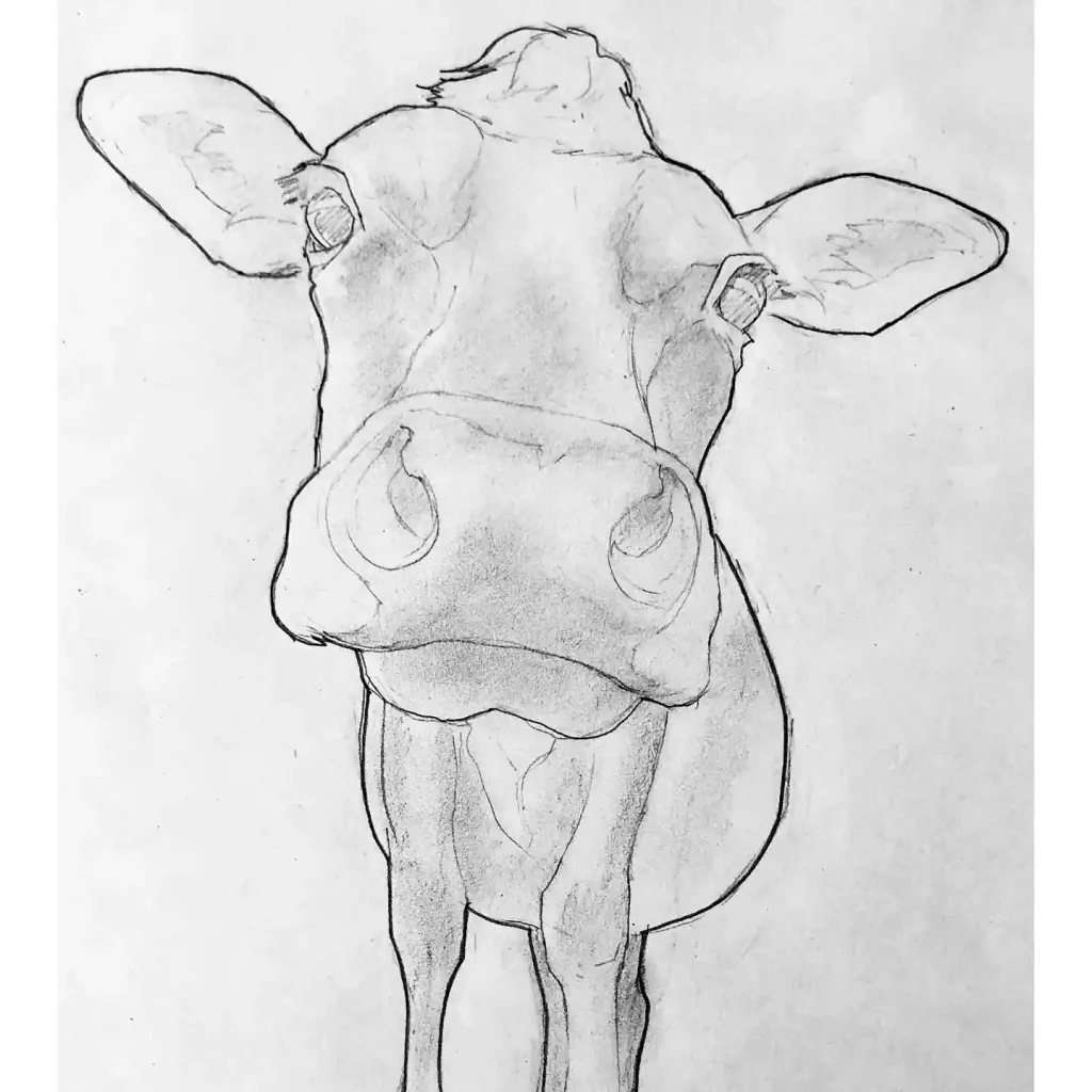 Cow Drawing