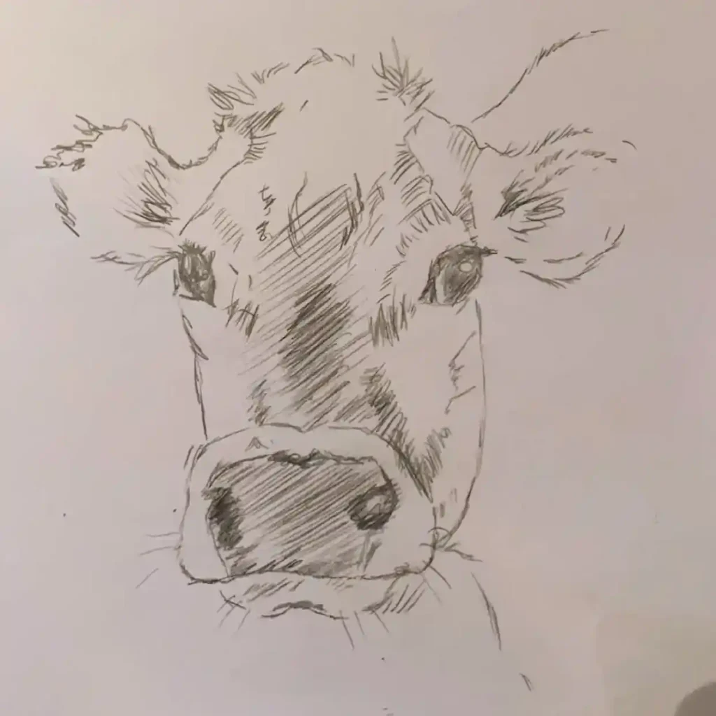 Cow Drawing