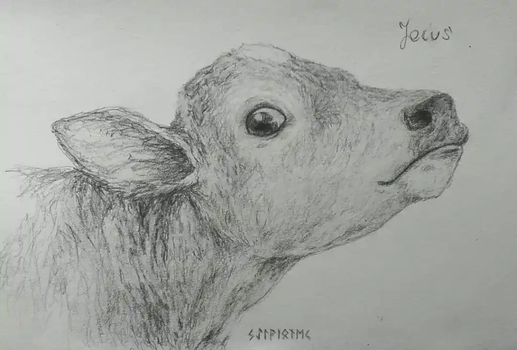 Cow Drawing