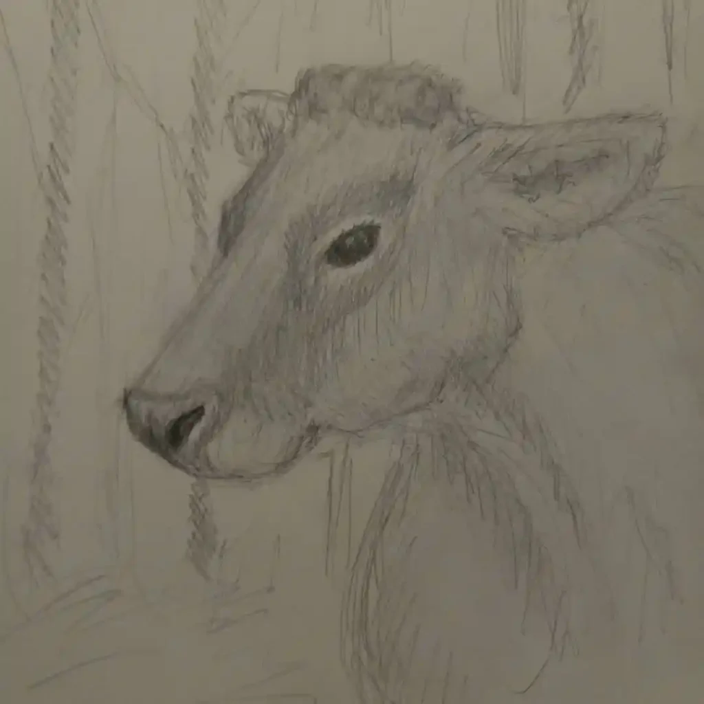 Cow Drawing