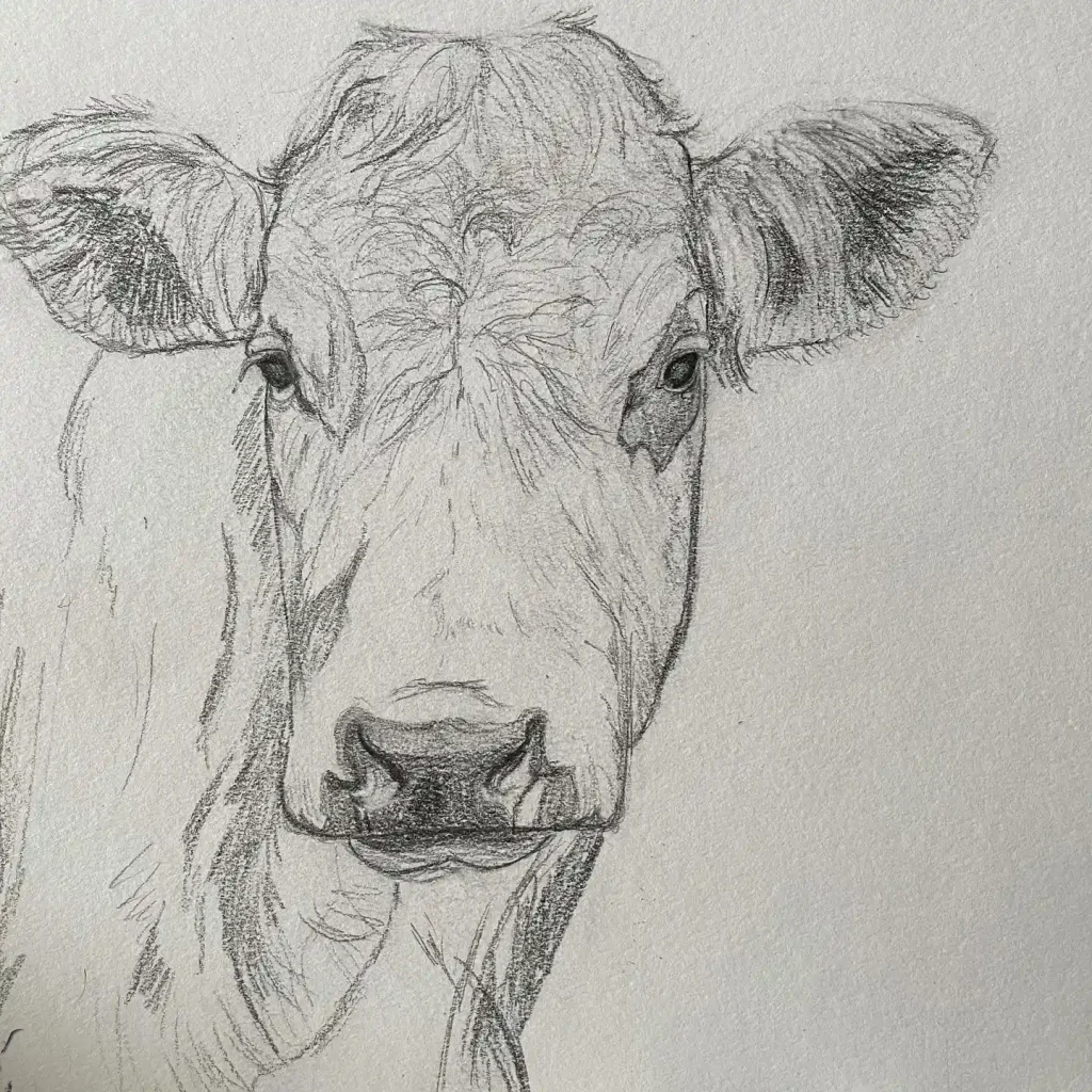 Cow Drawing