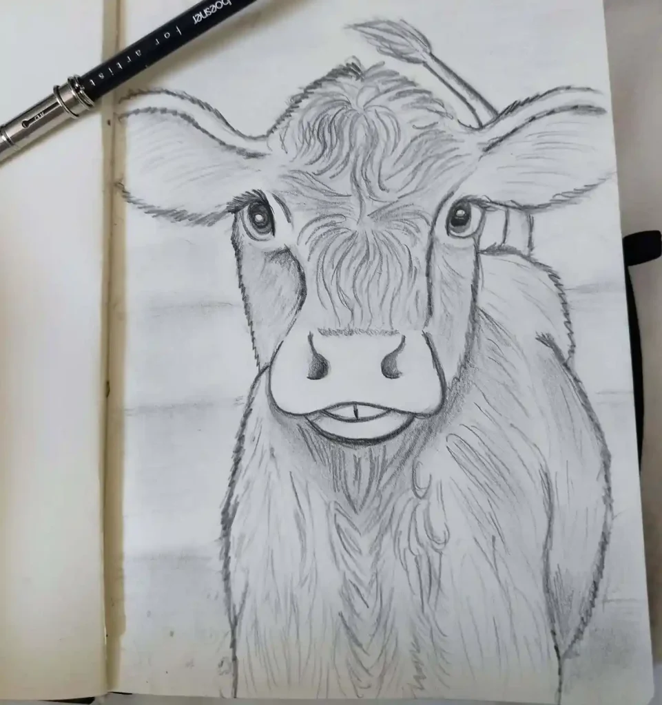Cow Drawing