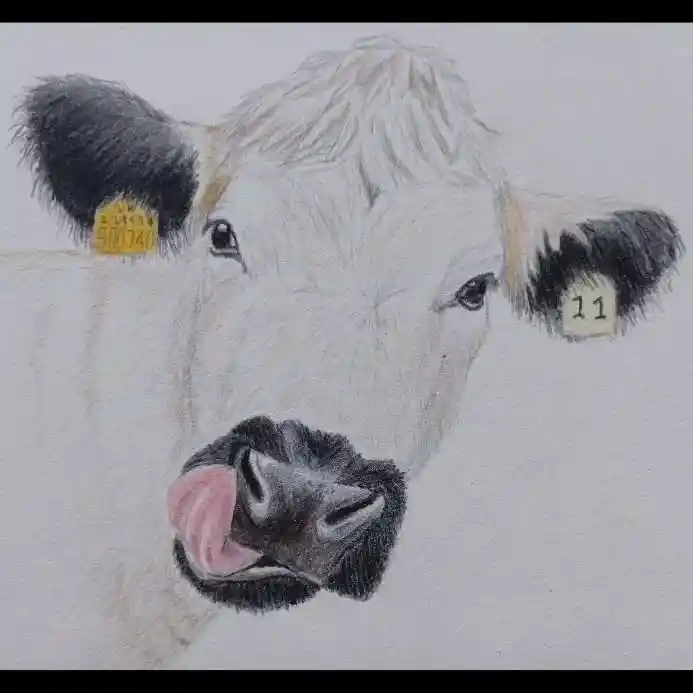 Cow Drawing
