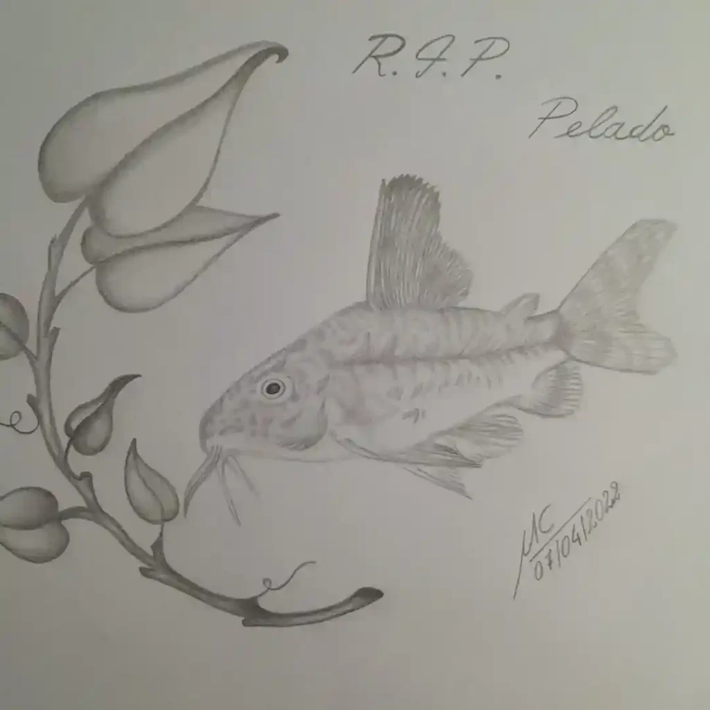 Fish Drawing