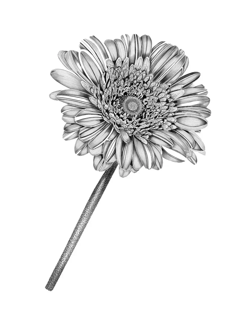 Flower Drawing Ideas