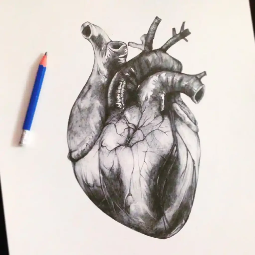 Human Heart Drawing