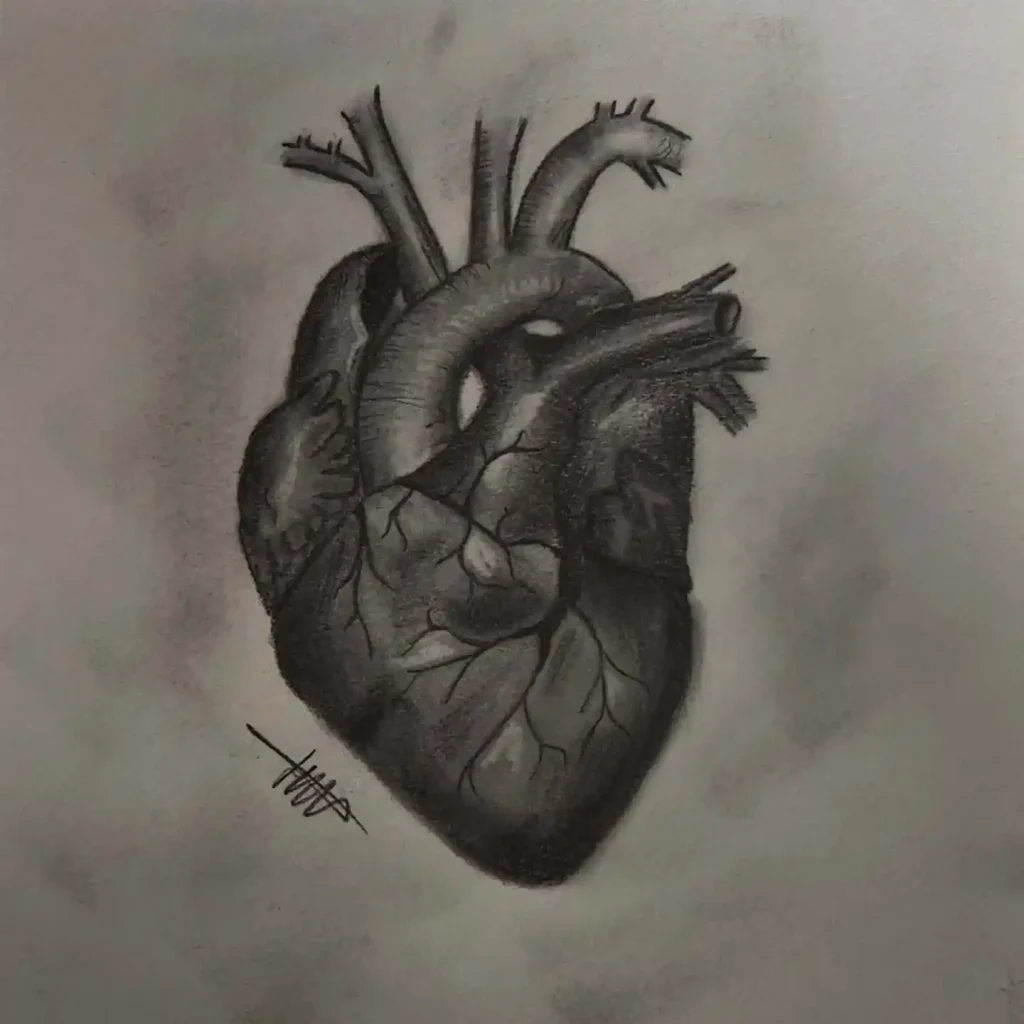 Human Heart Drawing