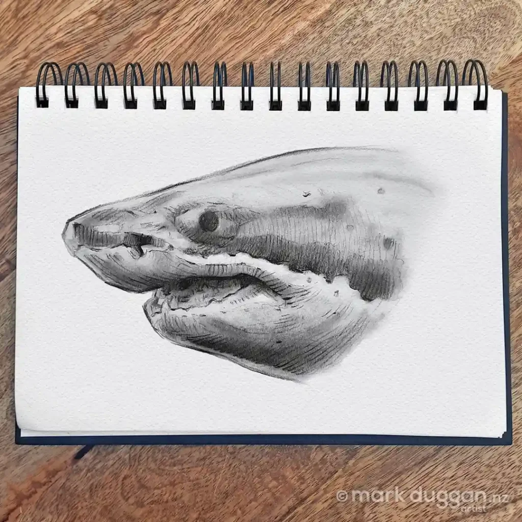 shark drawing
