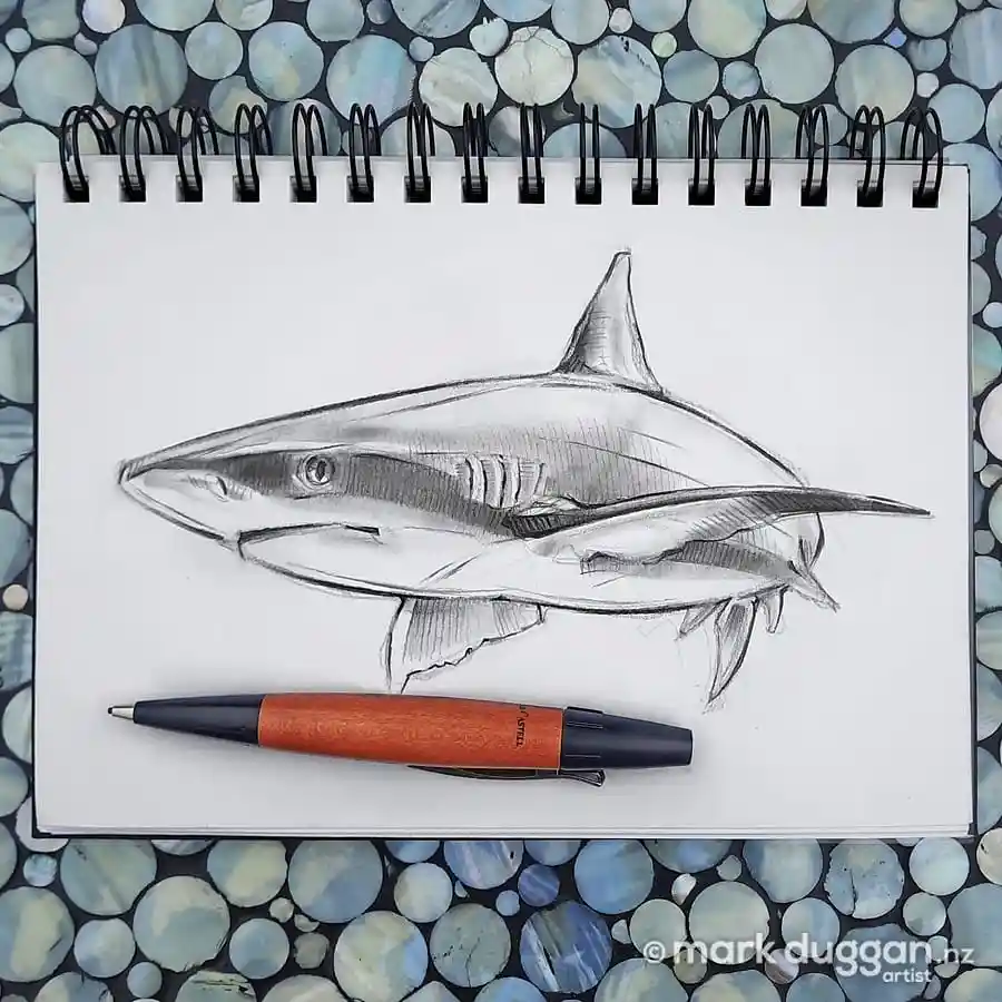 shark drawing