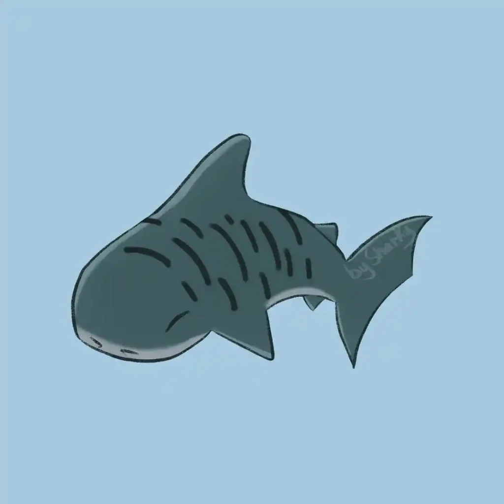 shark drawing