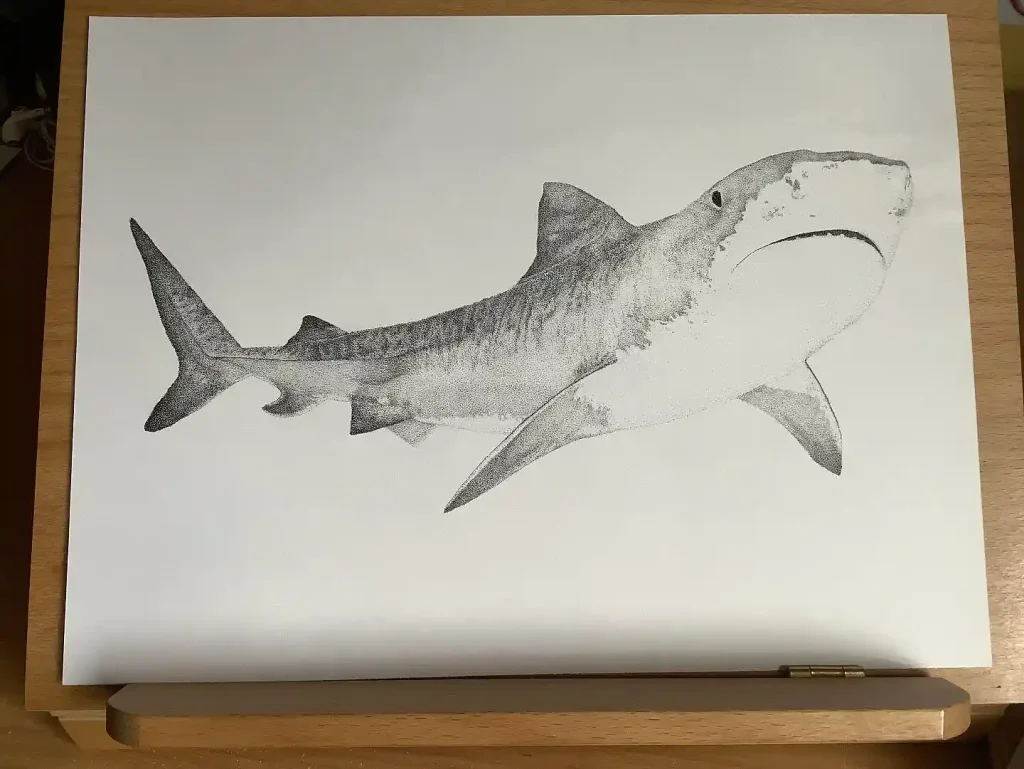 shark drawing