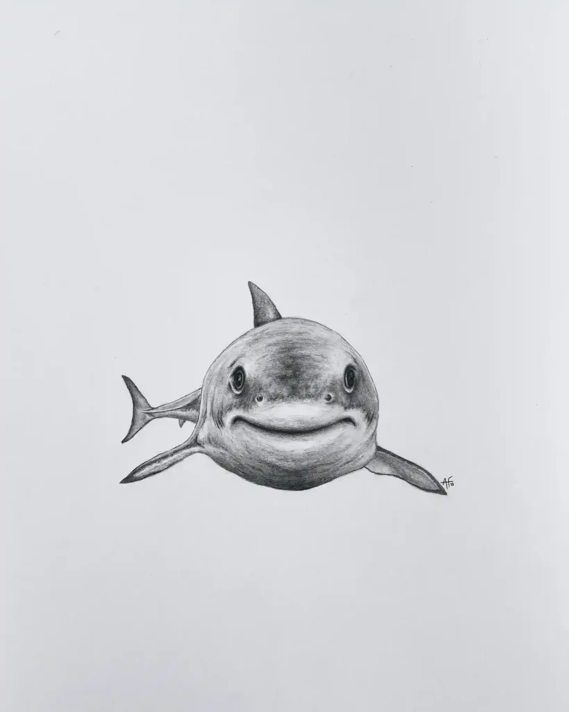 shark drawing