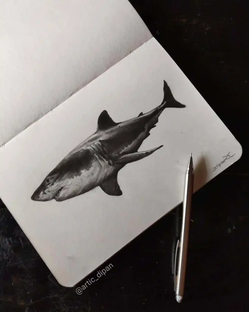 shark drawing