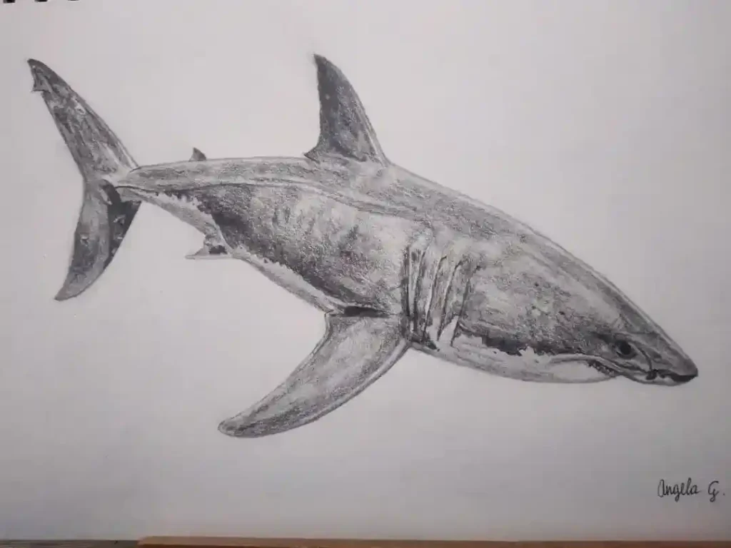 shark drawing