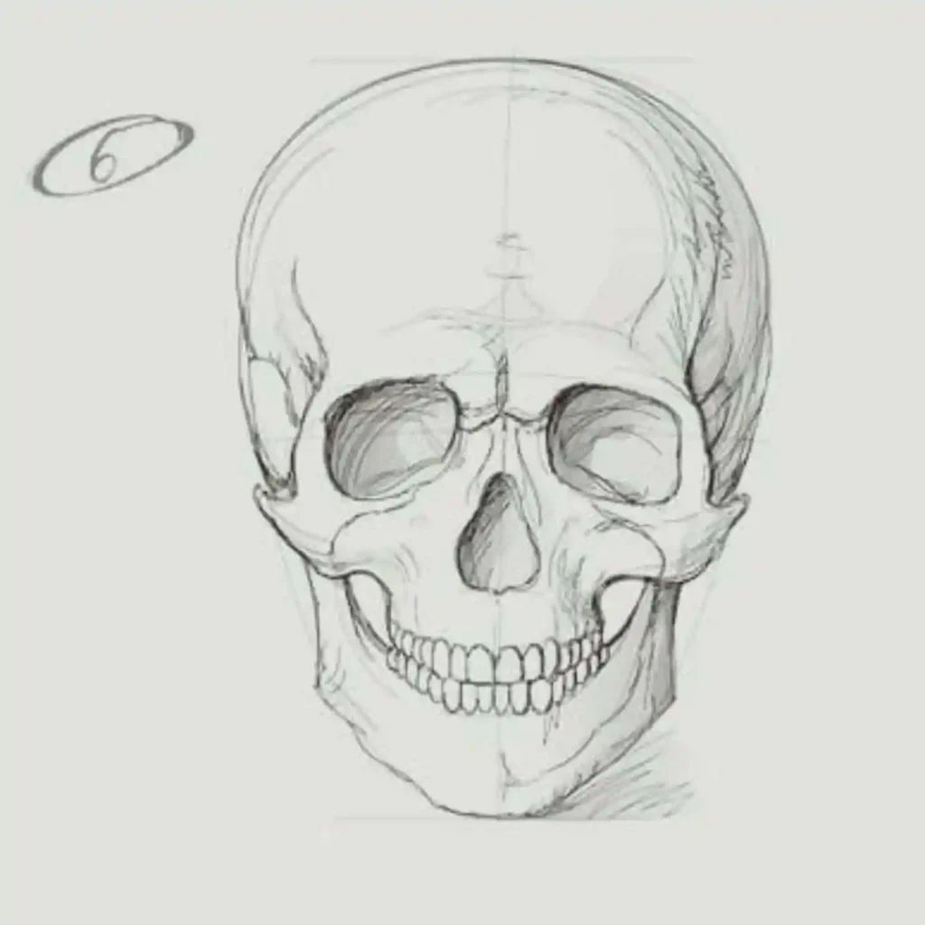 Skull Drawings