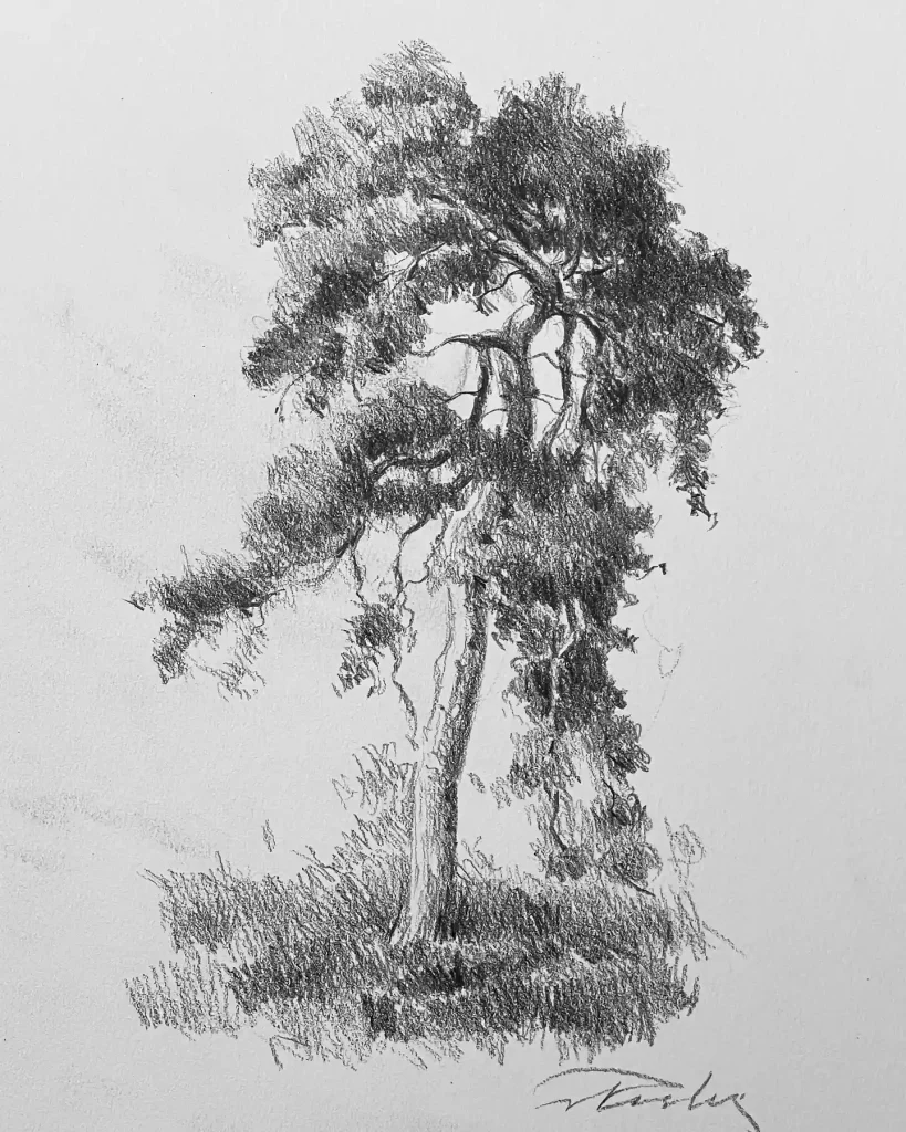 Tree Drawings