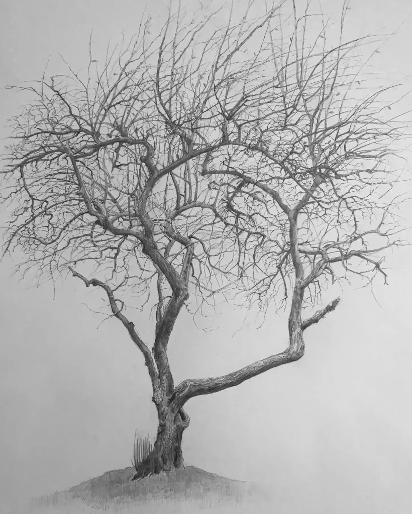 Tree Drawings