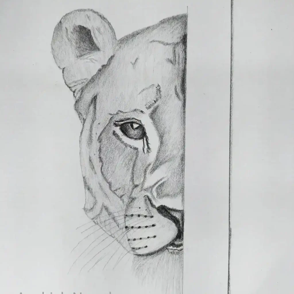 Lion Drawing