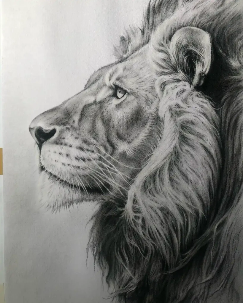 Lion Drawing
