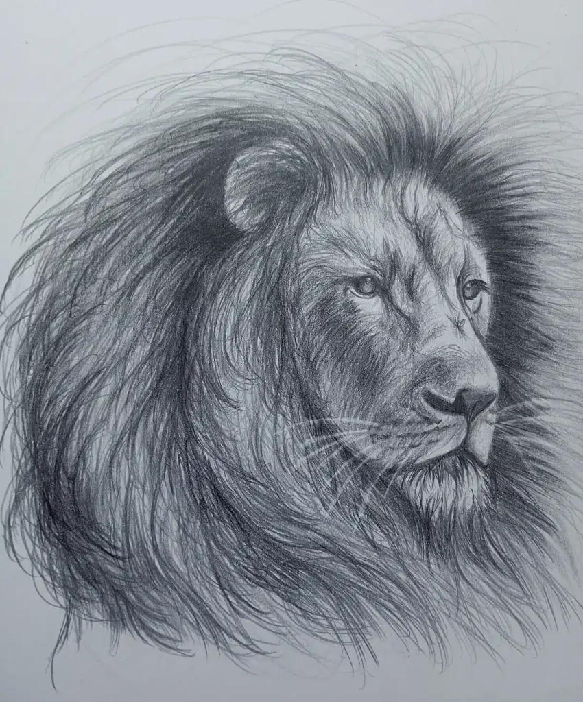Lion Drawing