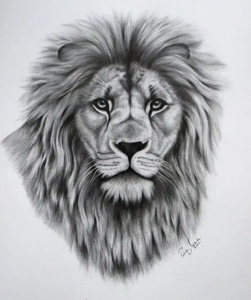 Lion Drawing