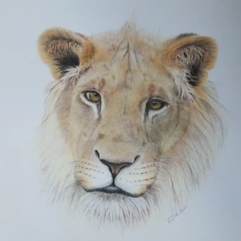Lion Drawing