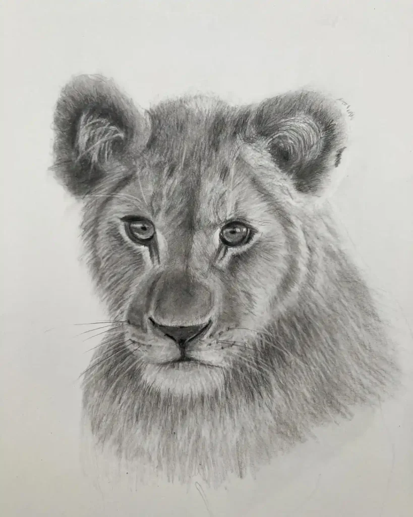 Lion Drawing