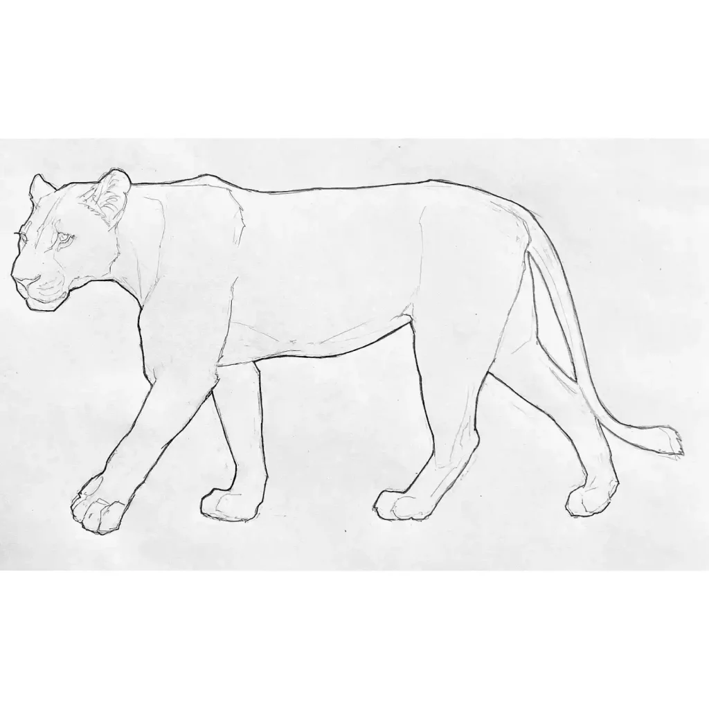 Lion Drawing