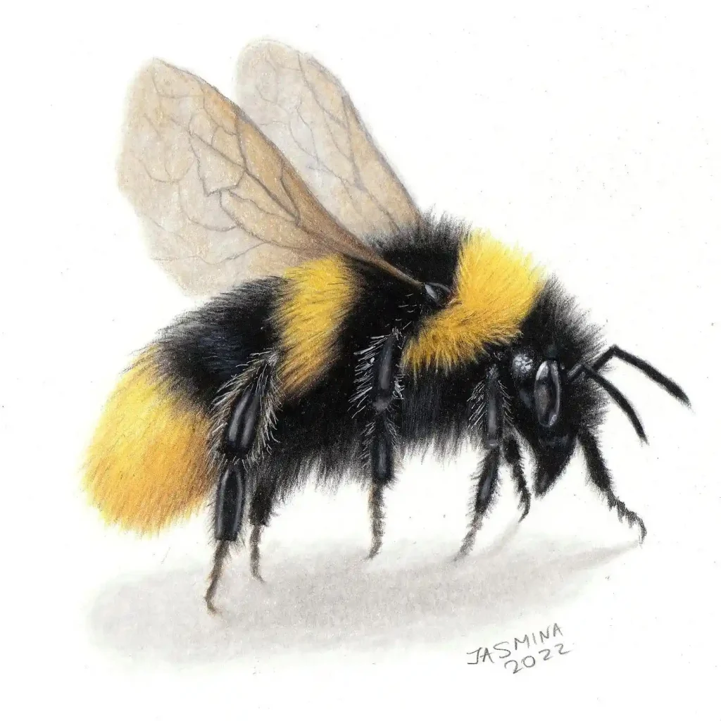 Bee Drawing