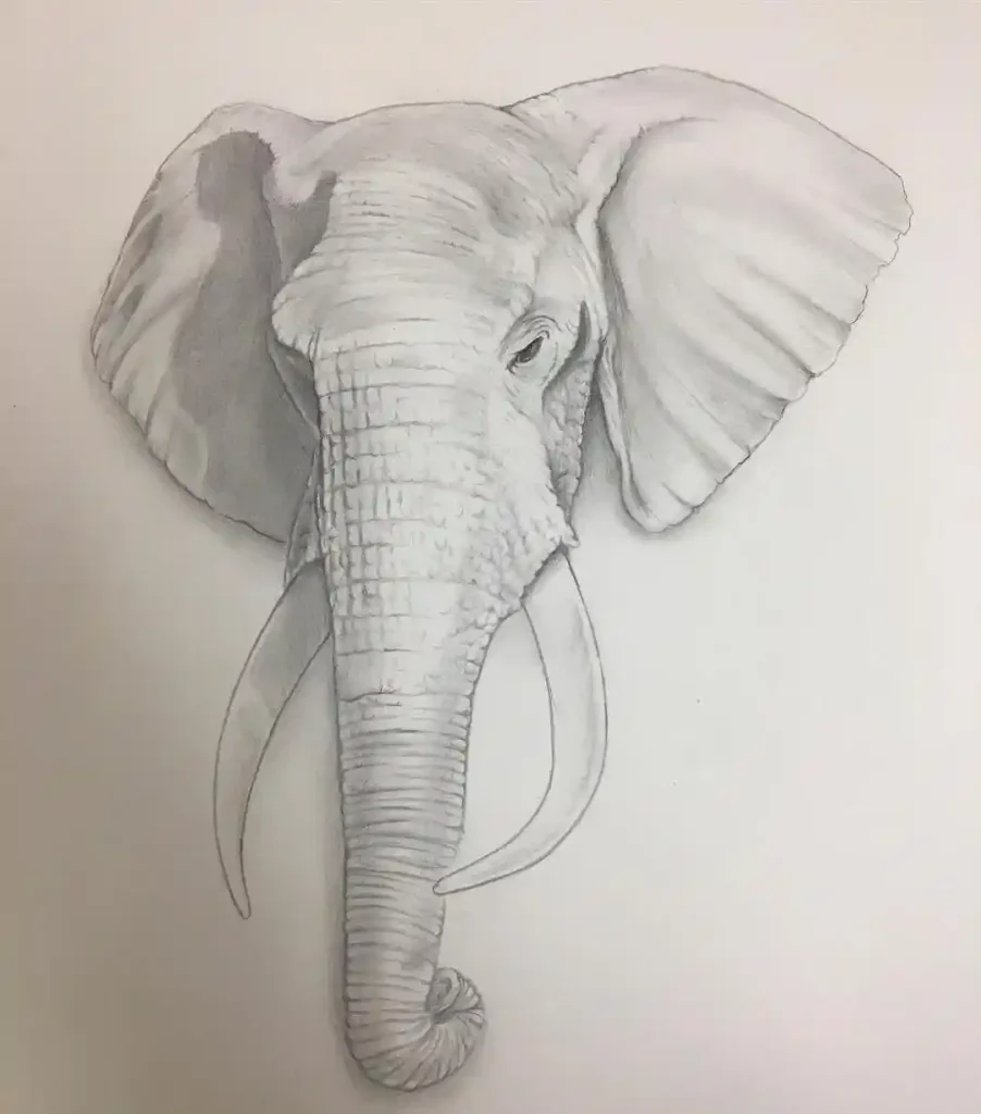 Elephant Drawing